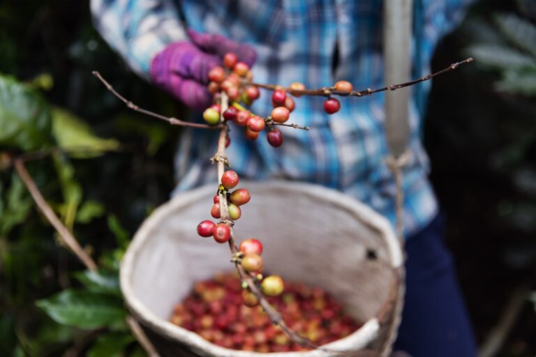 A coffee picker picks coffee cherries