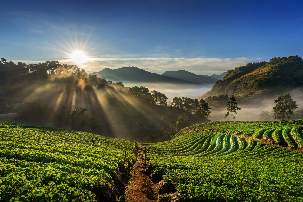 A farm where people harvest single-origin wholesale coffee beans