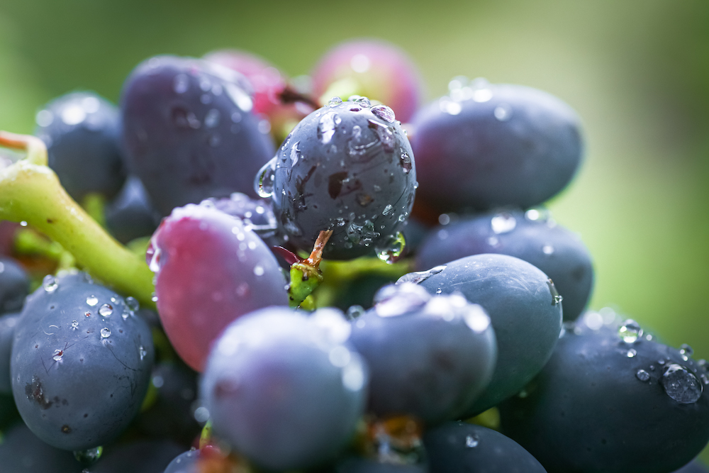close up shot of cabernet grape bunch with water droplets, like the kind of grape that make the wine for cooper's wine barrel aged coffee.